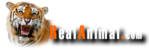 theRealAnimal.com